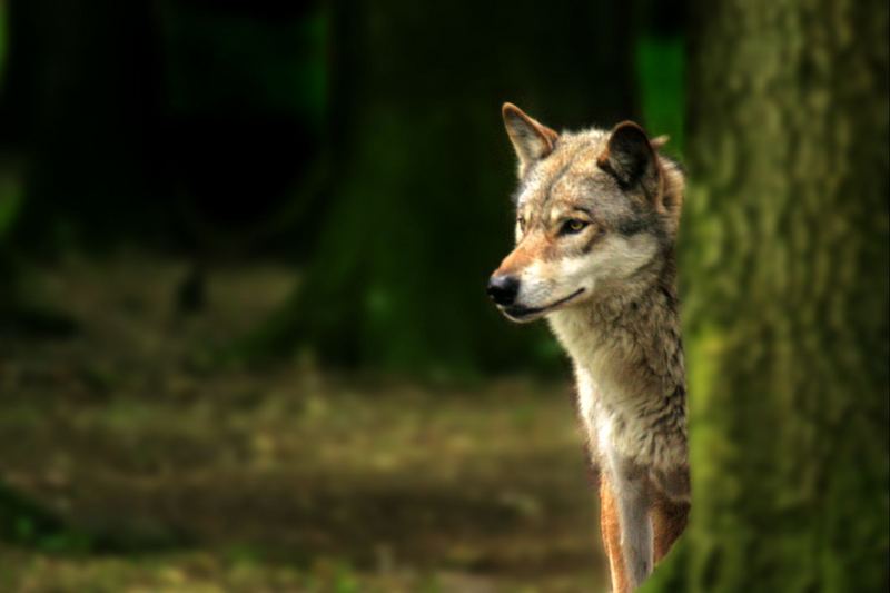 wolf at the edge of a forest