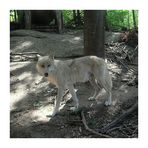 Wolf at the Zoo