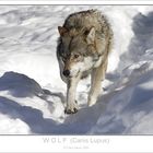 Wolf - Auf Augenhöhe -