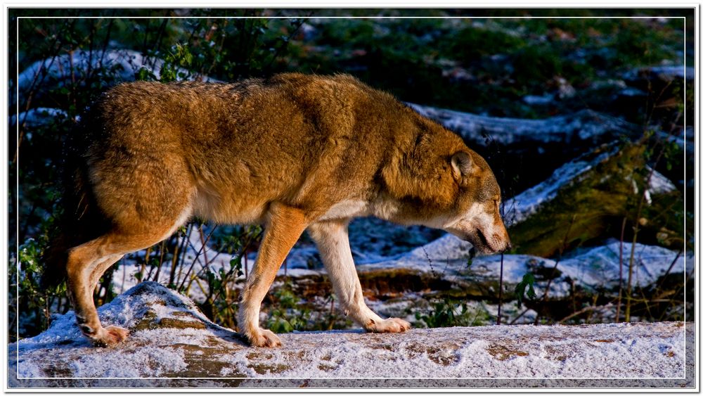 Wolf auf Baumstamm