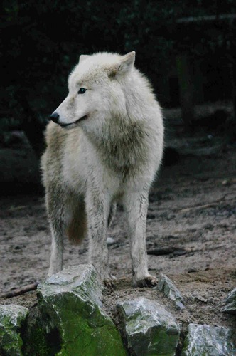 Wolf auf Beobachtung Posten 2