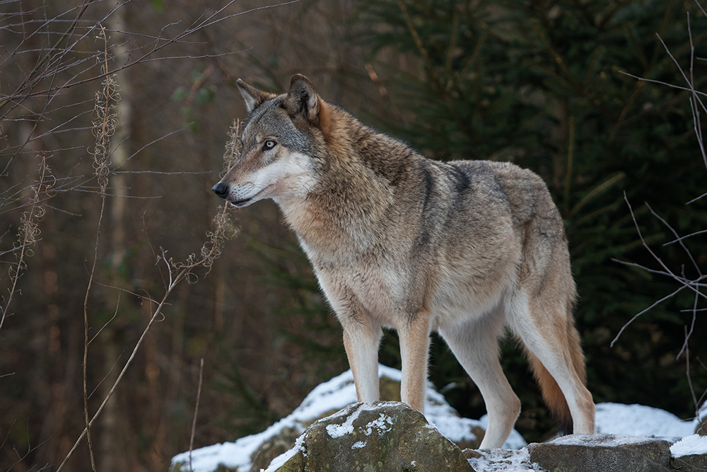 Wolf auf dem Ausguck