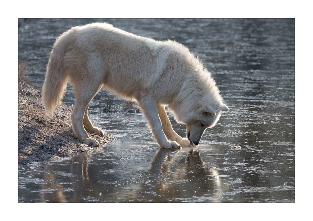 Wolf auf dem Eis