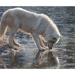 Wolf auf dem Eis