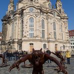 Wolf auf dem Neumarkt