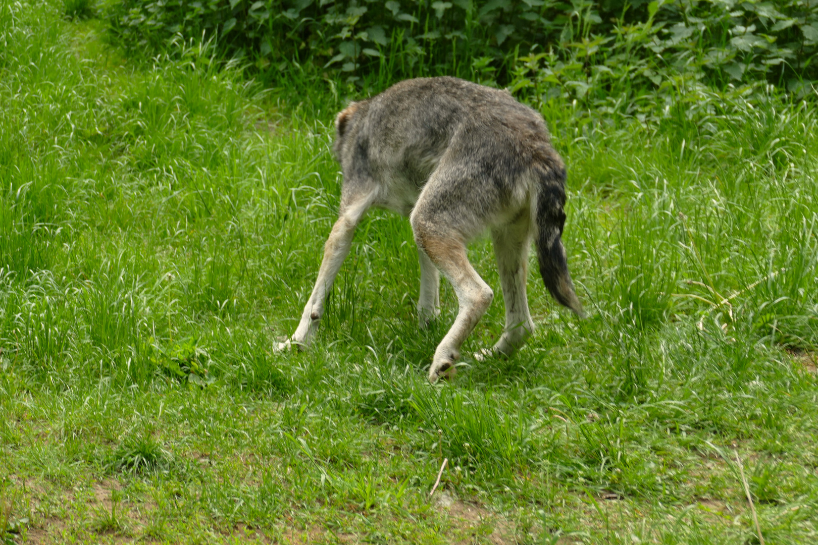 Wolf auf der Flucht