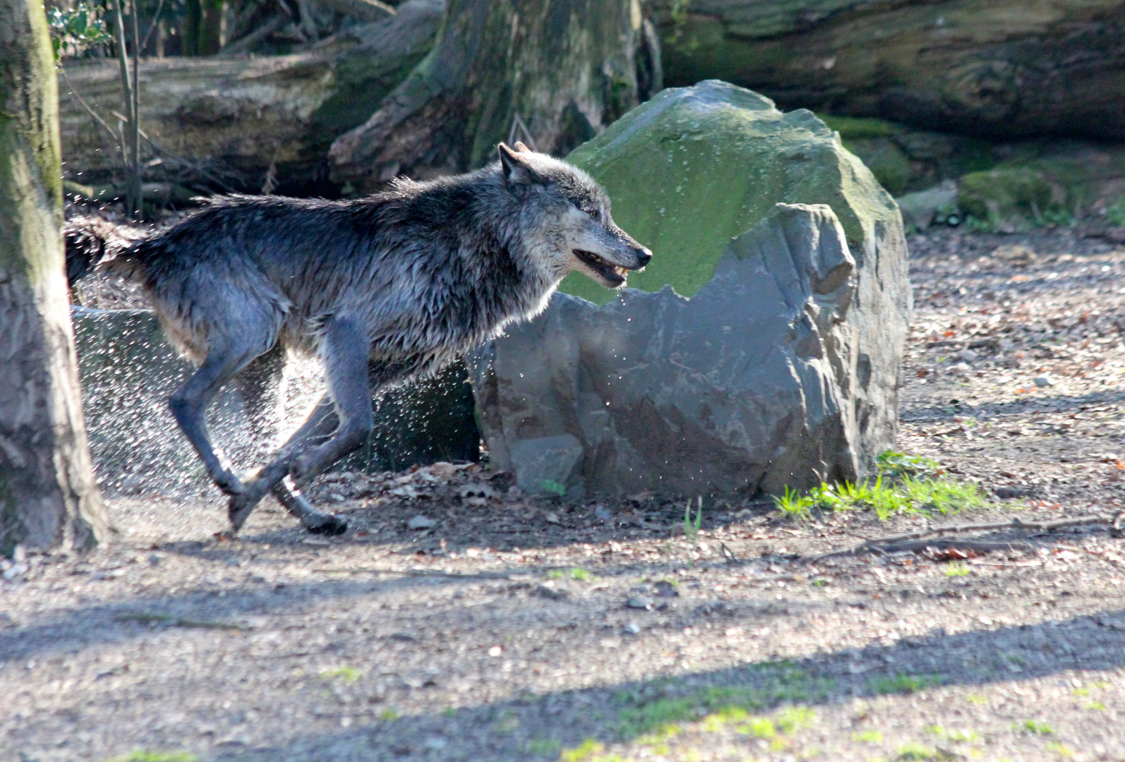 Wolf auf der Flucht