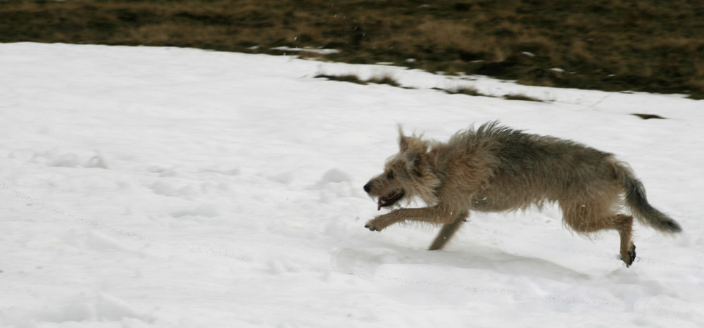 "Wolf" auf der Jagd