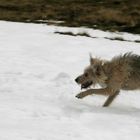 "Wolf" auf der Jagd