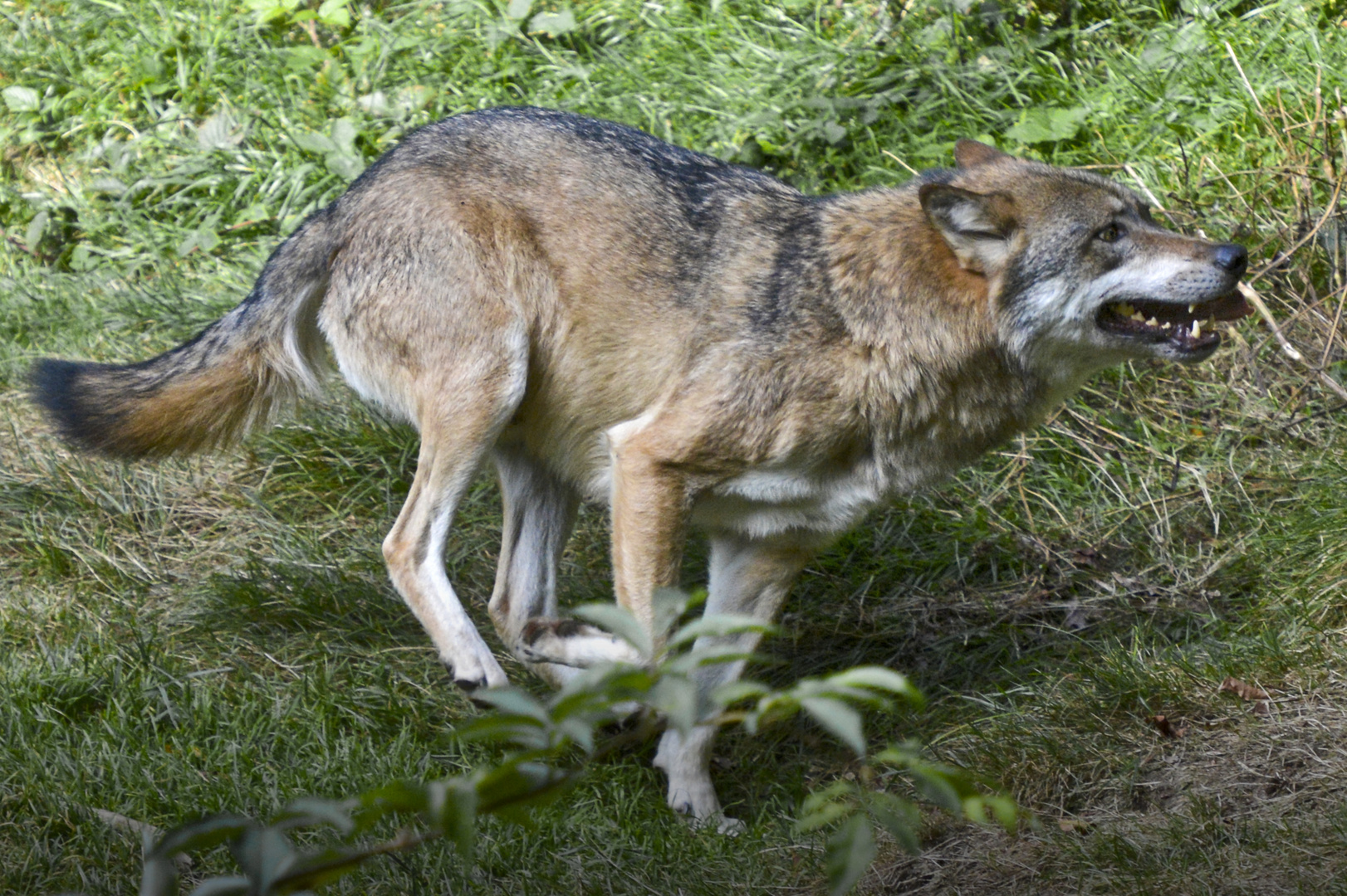 Wolf auf der Jagd