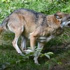 Wolf auf der Jagd