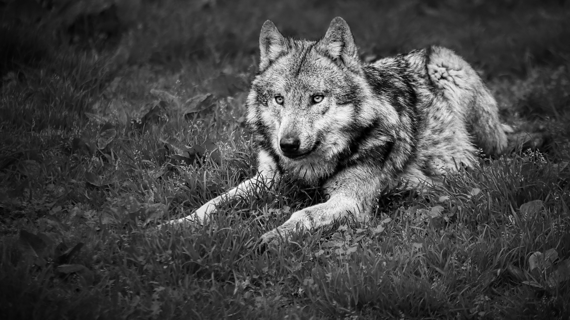 Wolf auf der Lauer...