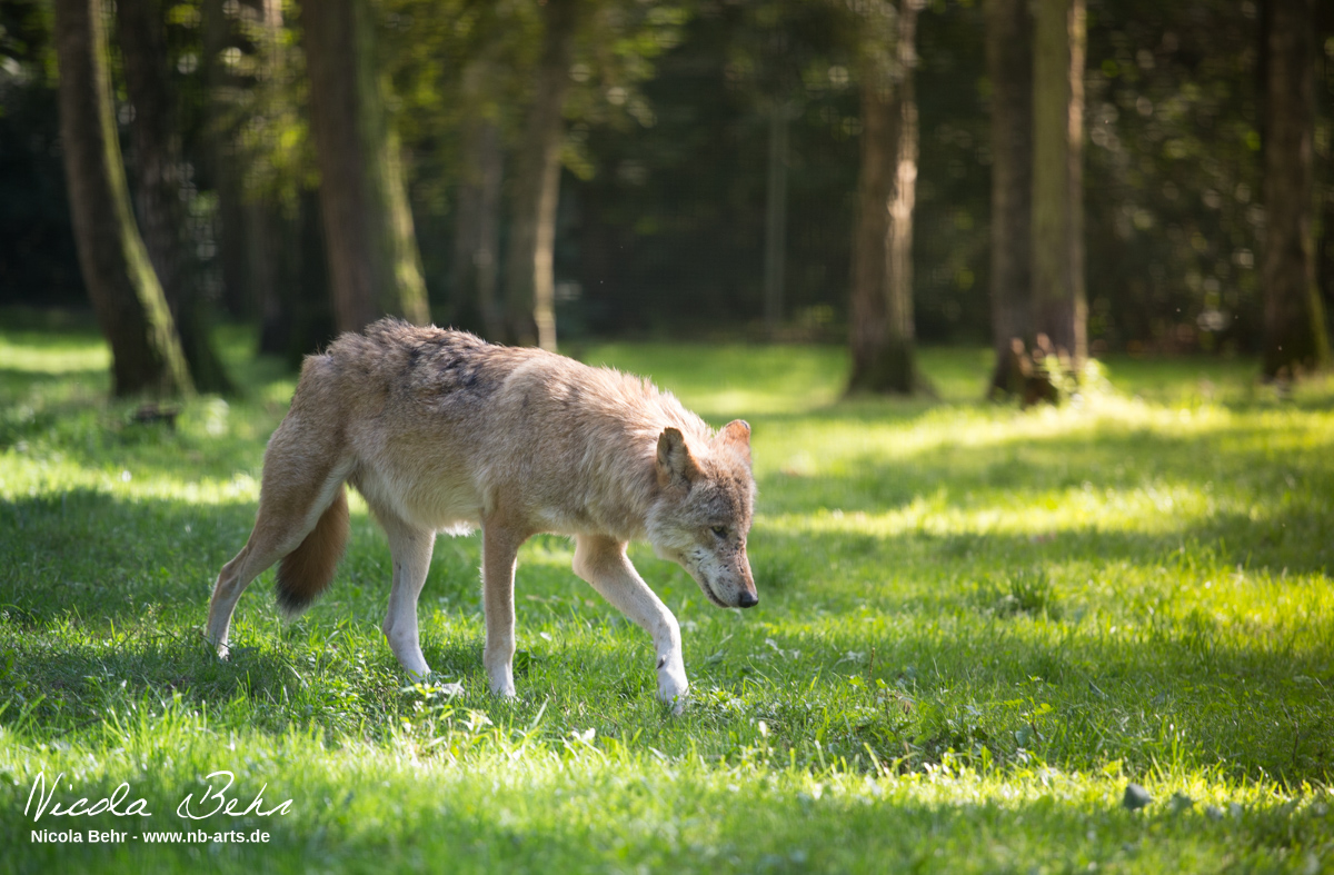 Wolf auf der Lichtung