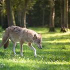 Wolf auf der Lichtung