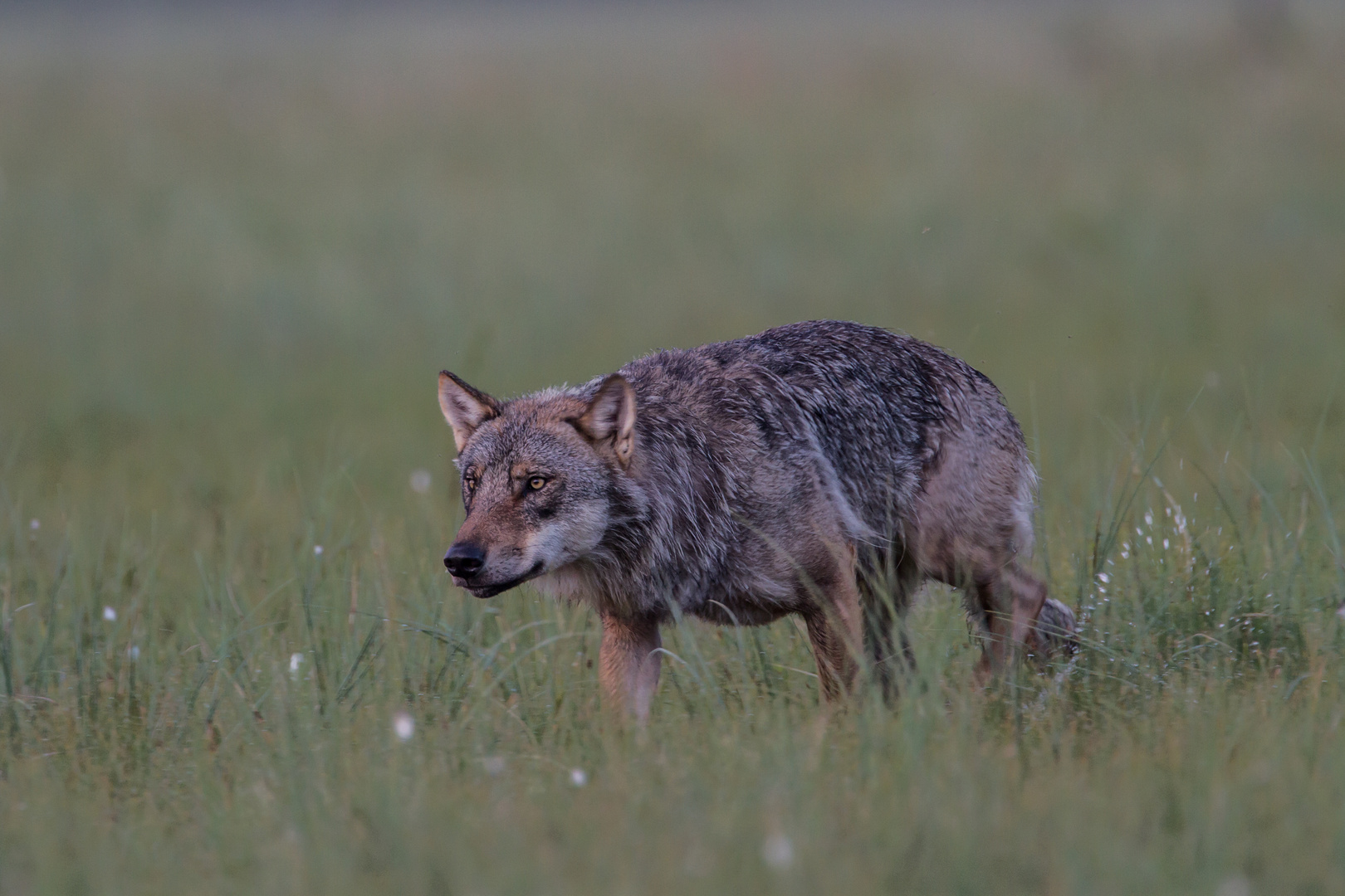 Wolf: Auf der Pirsch.