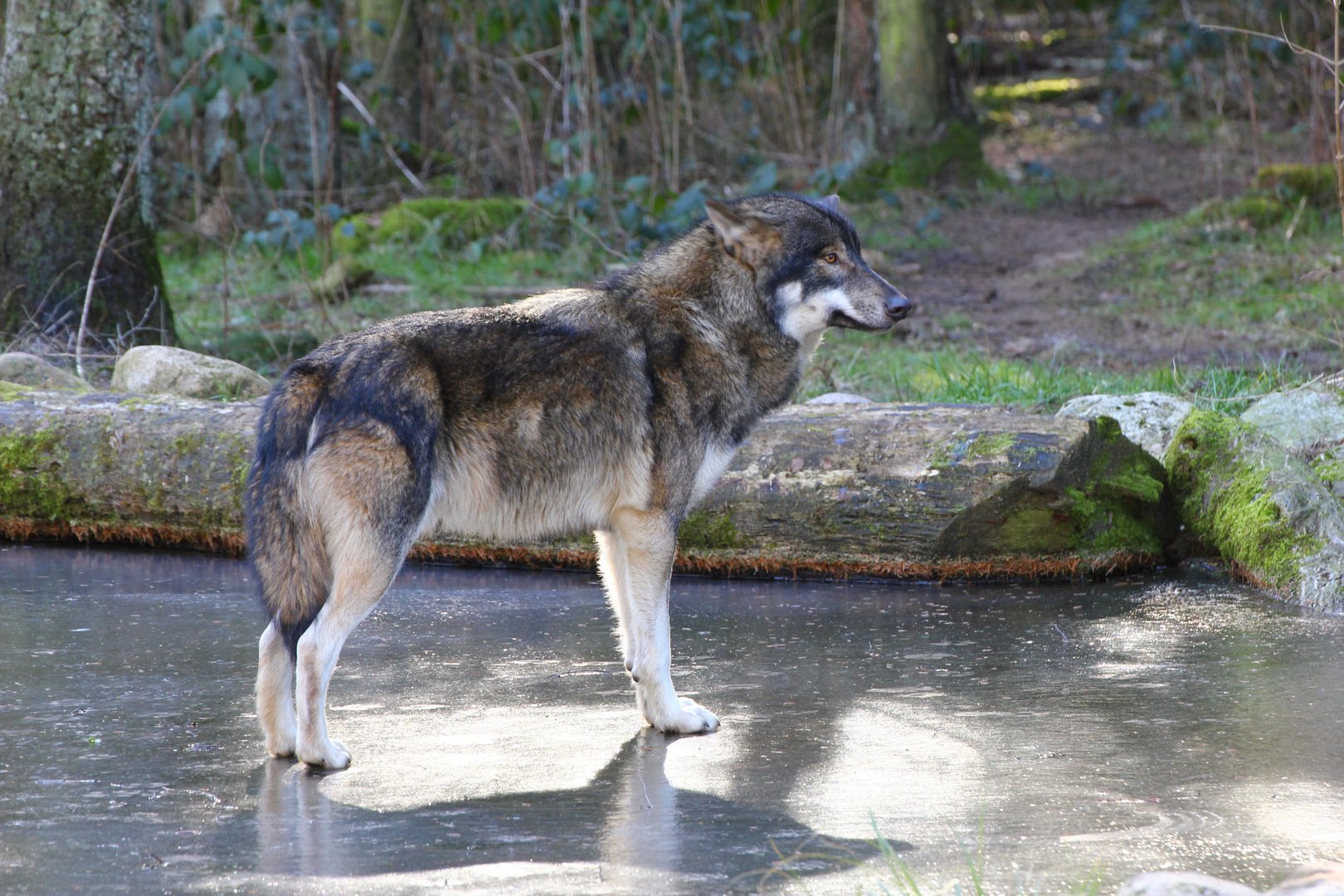 Wolf auf Eisfläche