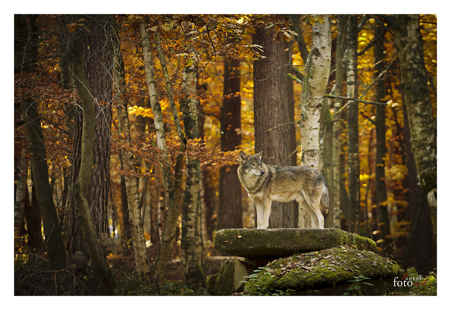 Wolf auf Felsen