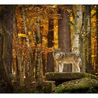 Wolf auf Felsen