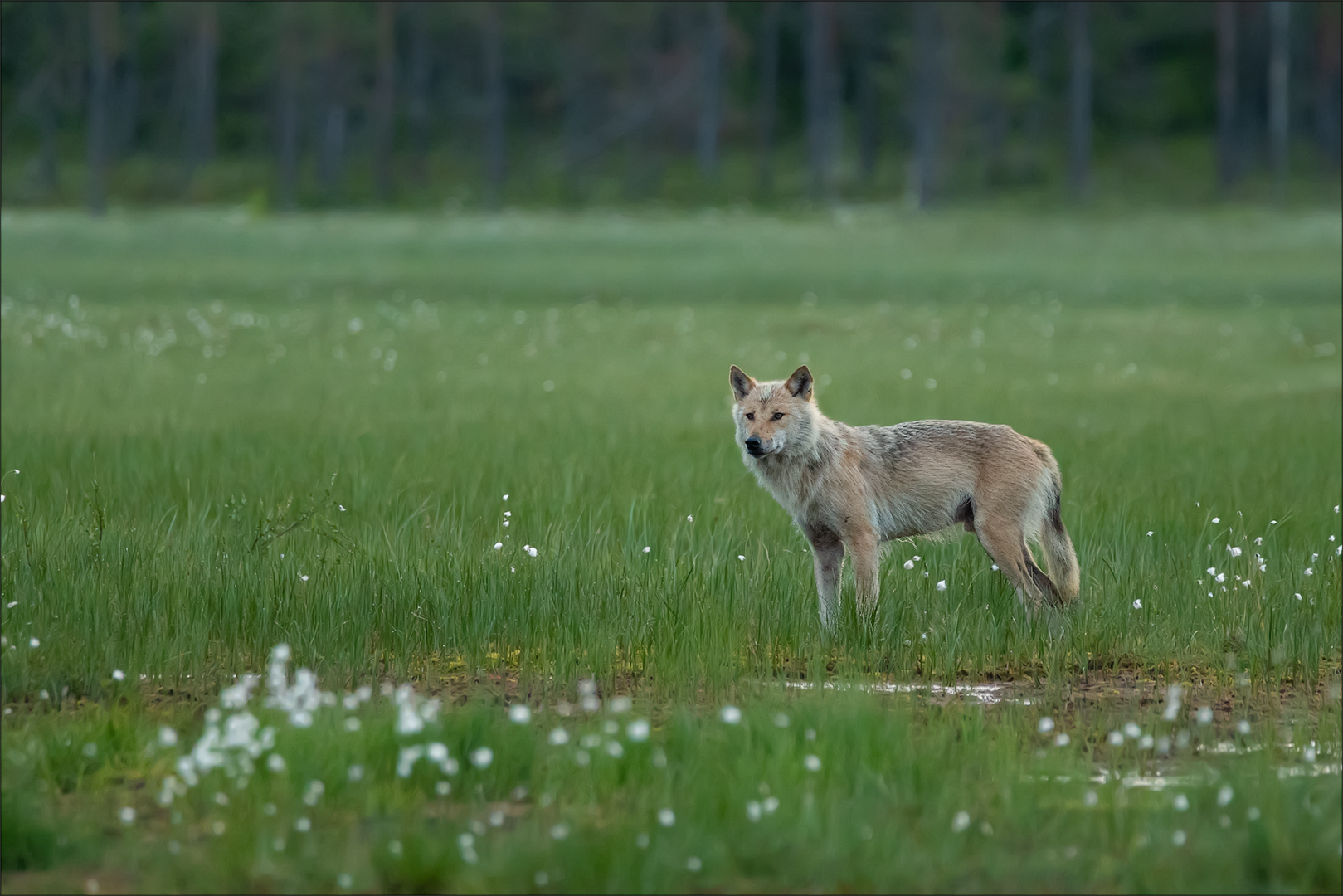 Wolf auf Futtersuche!