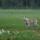 Wolf auf Futtersuche!