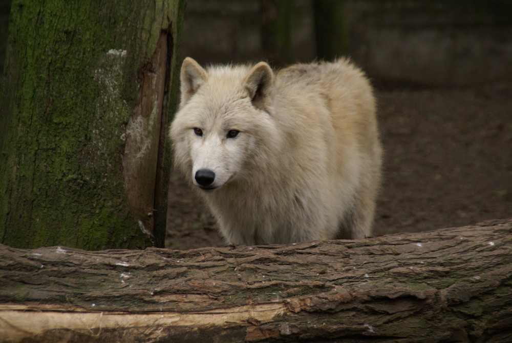 Wolf auf Lauer