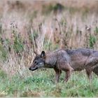 Wolf auf leisen Sohlen