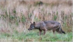 Wolf auf leisen Sohlen