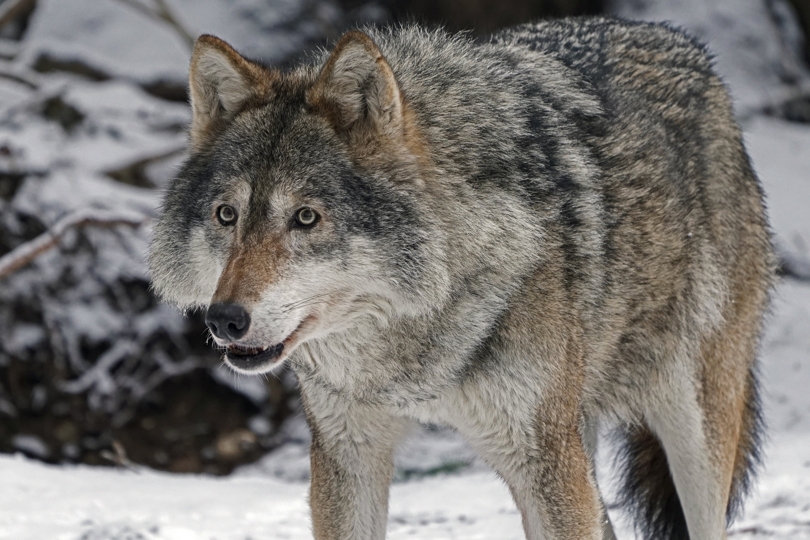 Wolf auf Pirsch