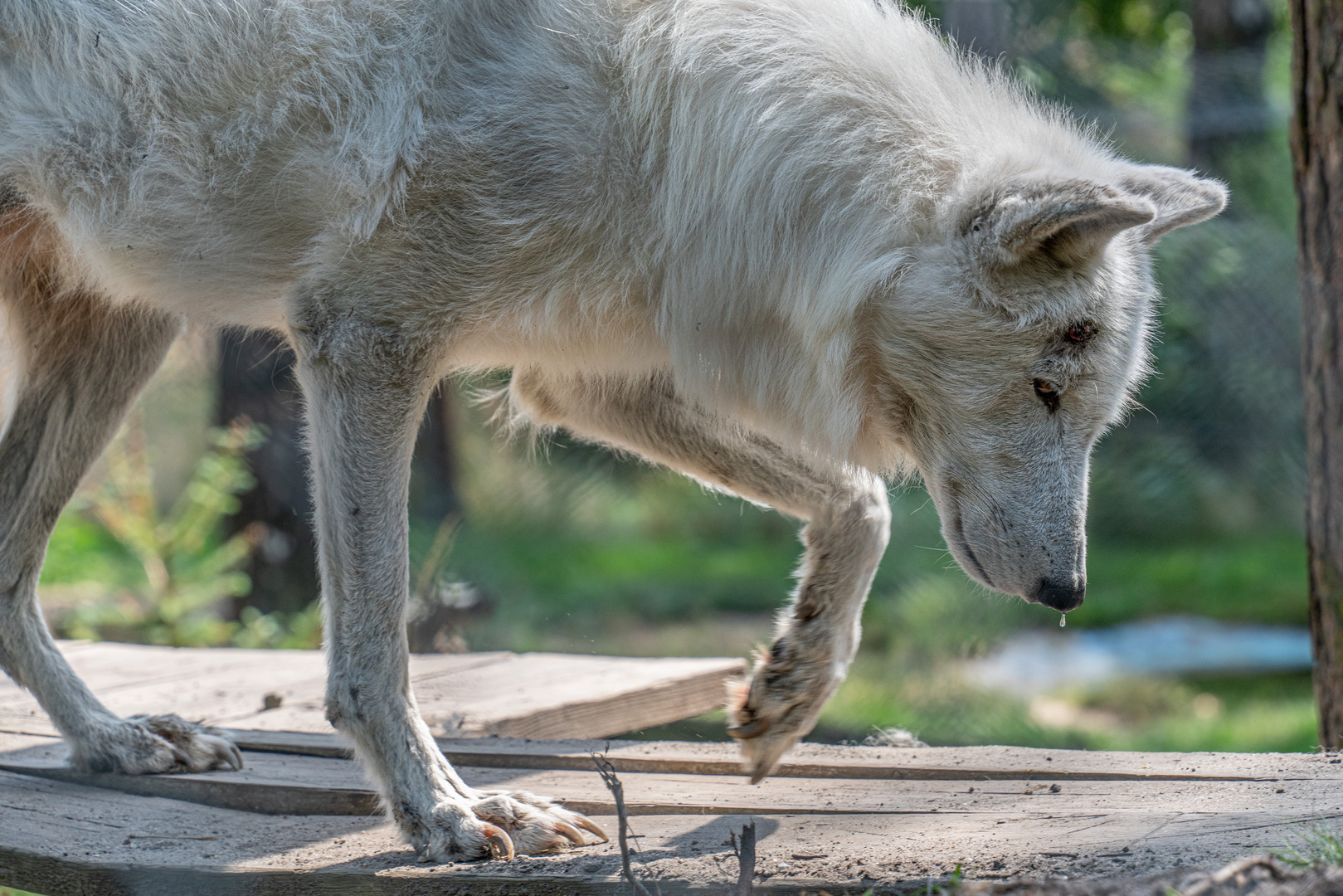 Wolf auf Tour ...