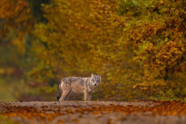 Wolf auf Waldweg.