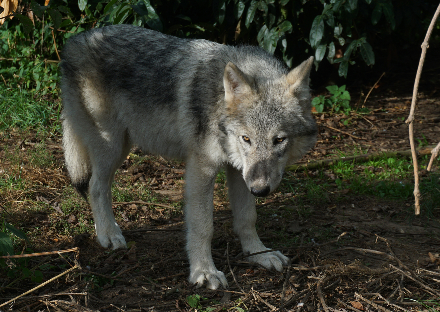 Wolf-Auffang-Sonsbeck (10)