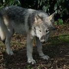 Wolf-Auffang-Sonsbeck (10)