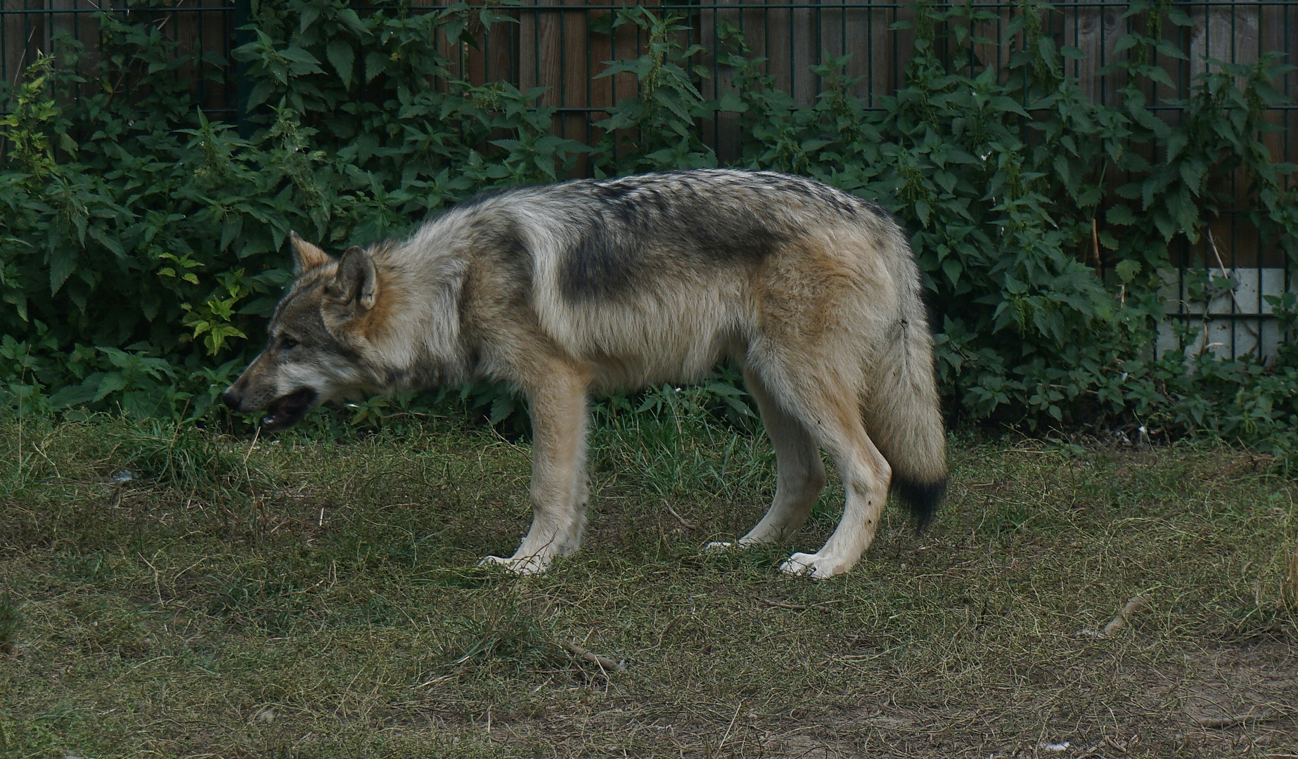 Wolf-Auffang-Sonsbeck (3)