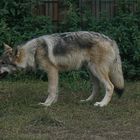 Wolf-Auffang-Sonsbeck (3)