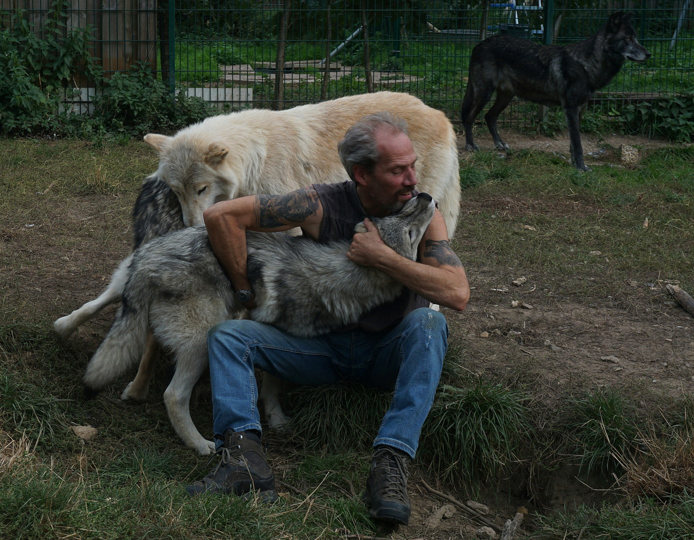 Wolf-Auffang-Sonsbeck (6)  Ein Woll...  nein Wolfsknäuel