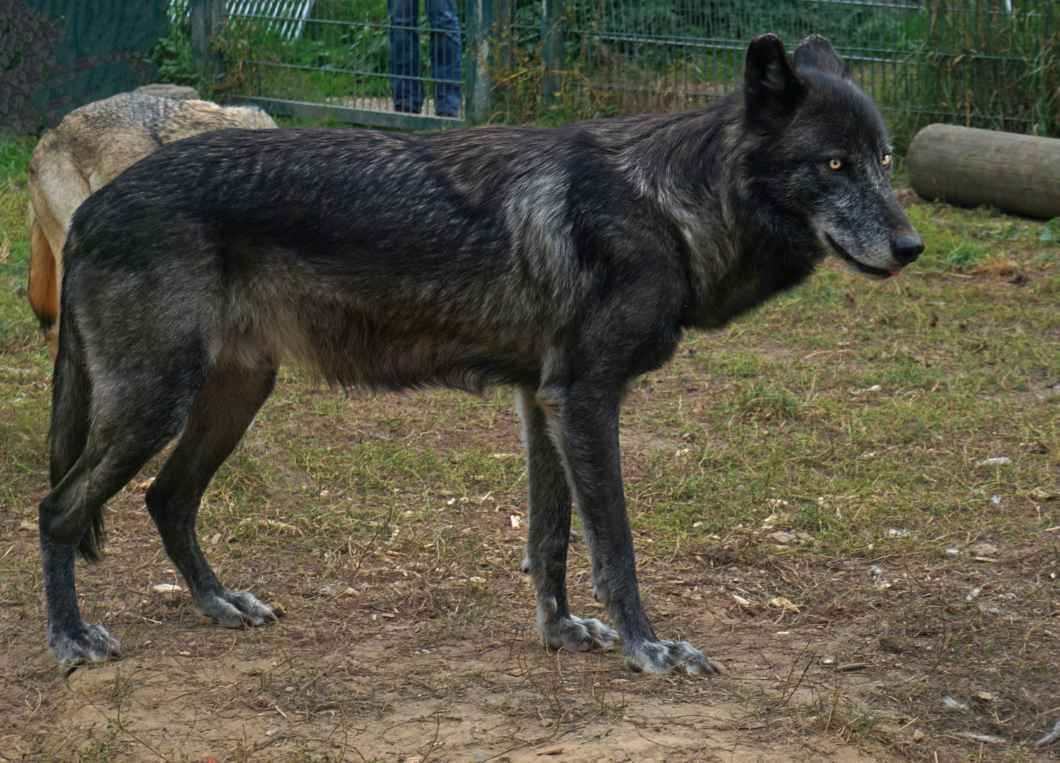 Wolf-Auffang-Sonsbeck (7)