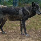 Wolf-Auffang-Sonsbeck (7)