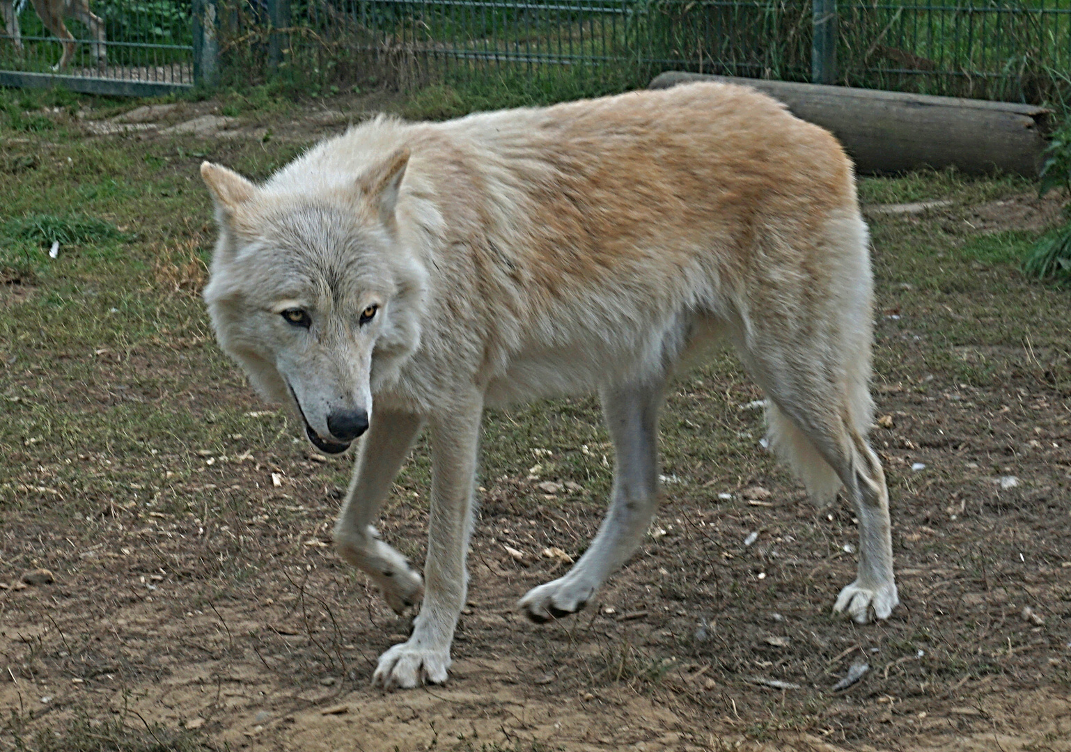 Wolf-Auffang-Sonsbeck (8)