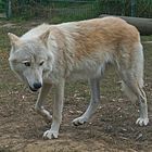 Wolf-Auffang-Sonsbeck (8)