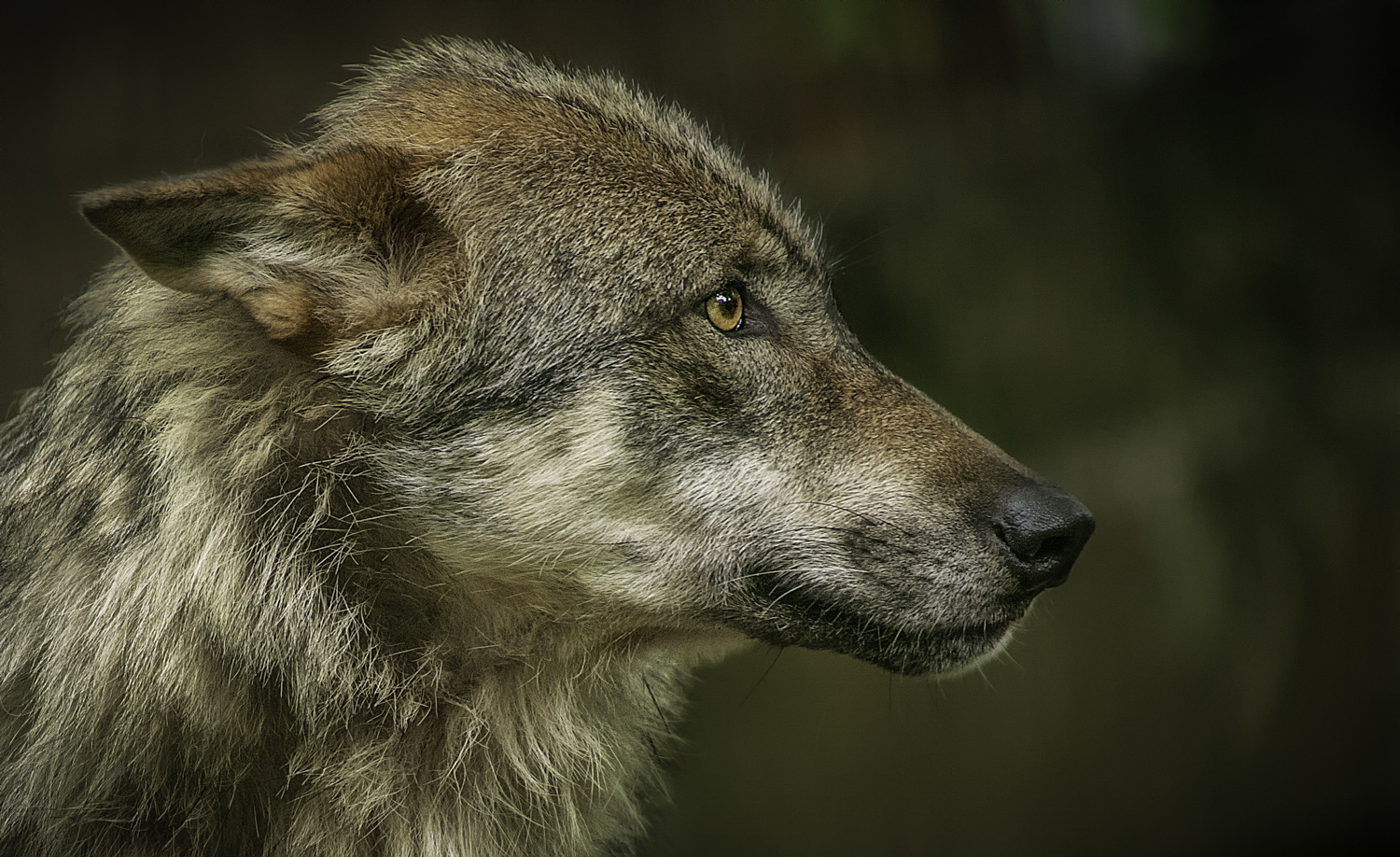 Wolf aus dem Kaisergarten/Oberhausen