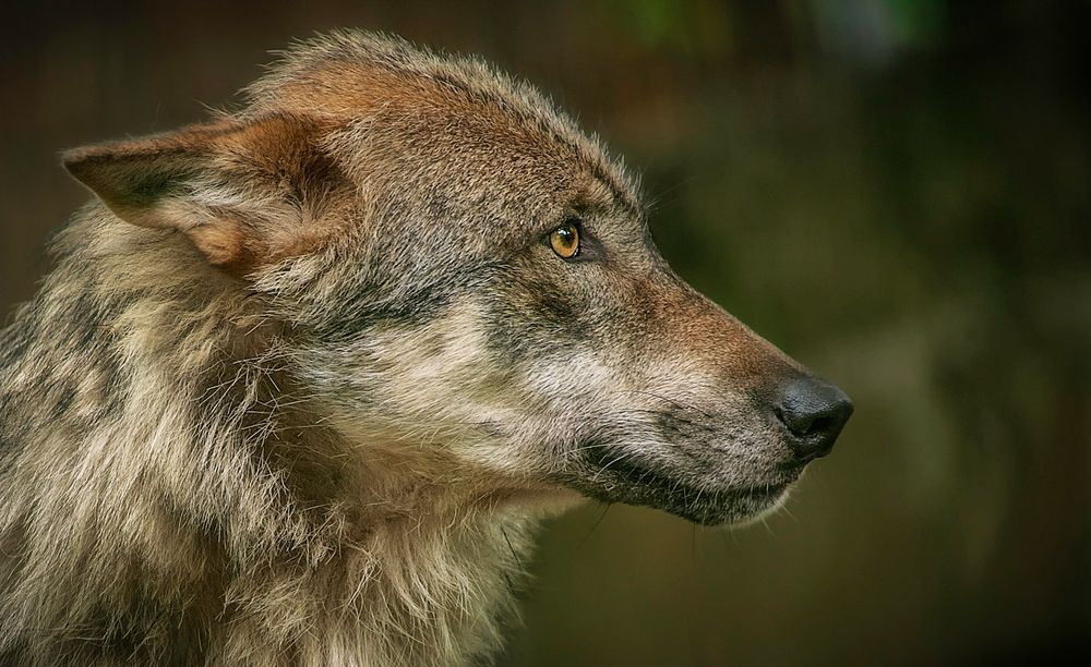 Wolf aus dem Kaisergarten/Oberhausen