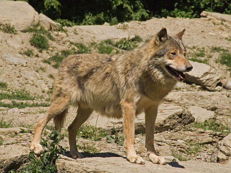 Wolf aus dem Tierpark Bad Mergentheim