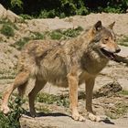 Wolf aus dem Tierpark Bad Mergentheim