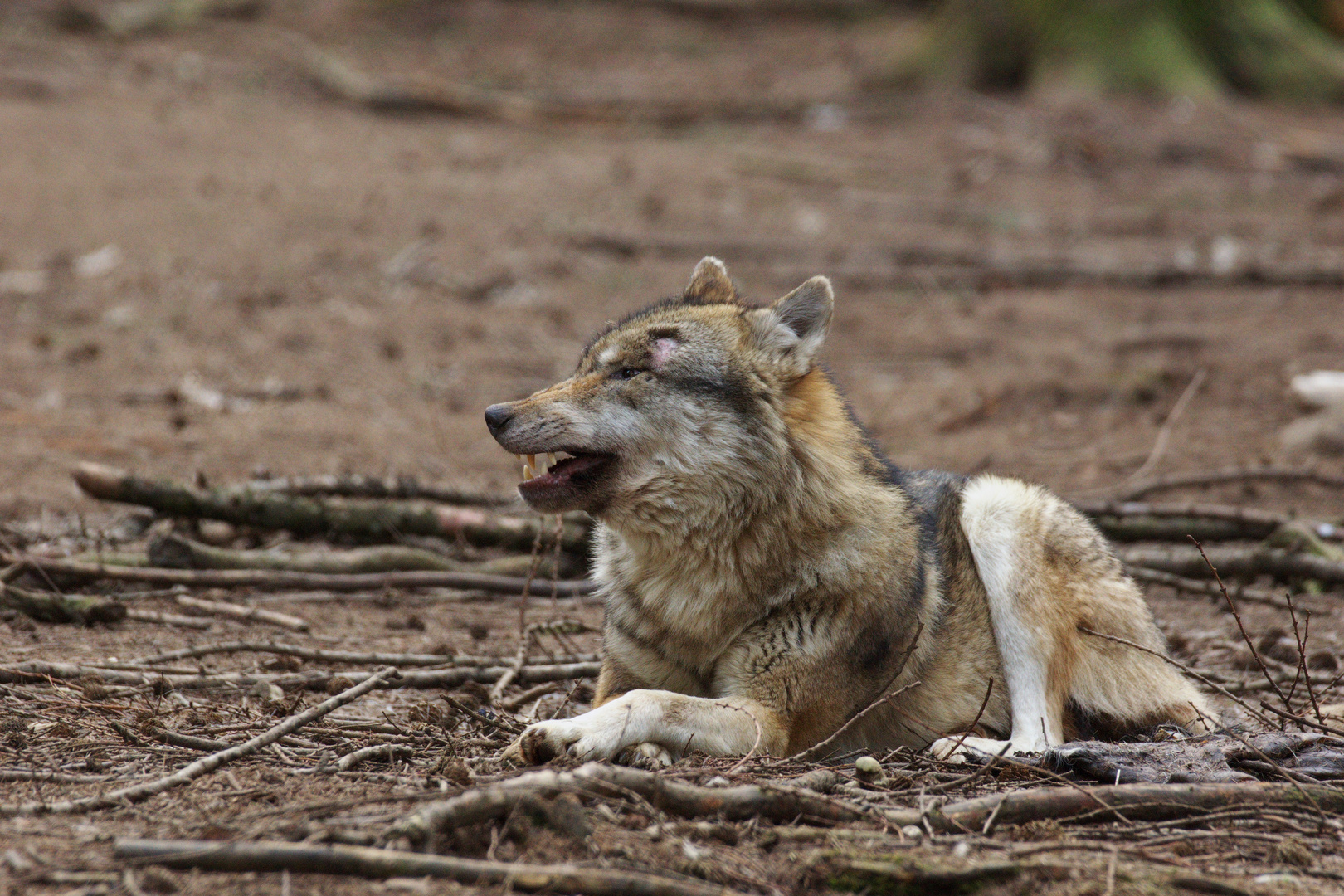 Wolf aus dem Wildpark Poing