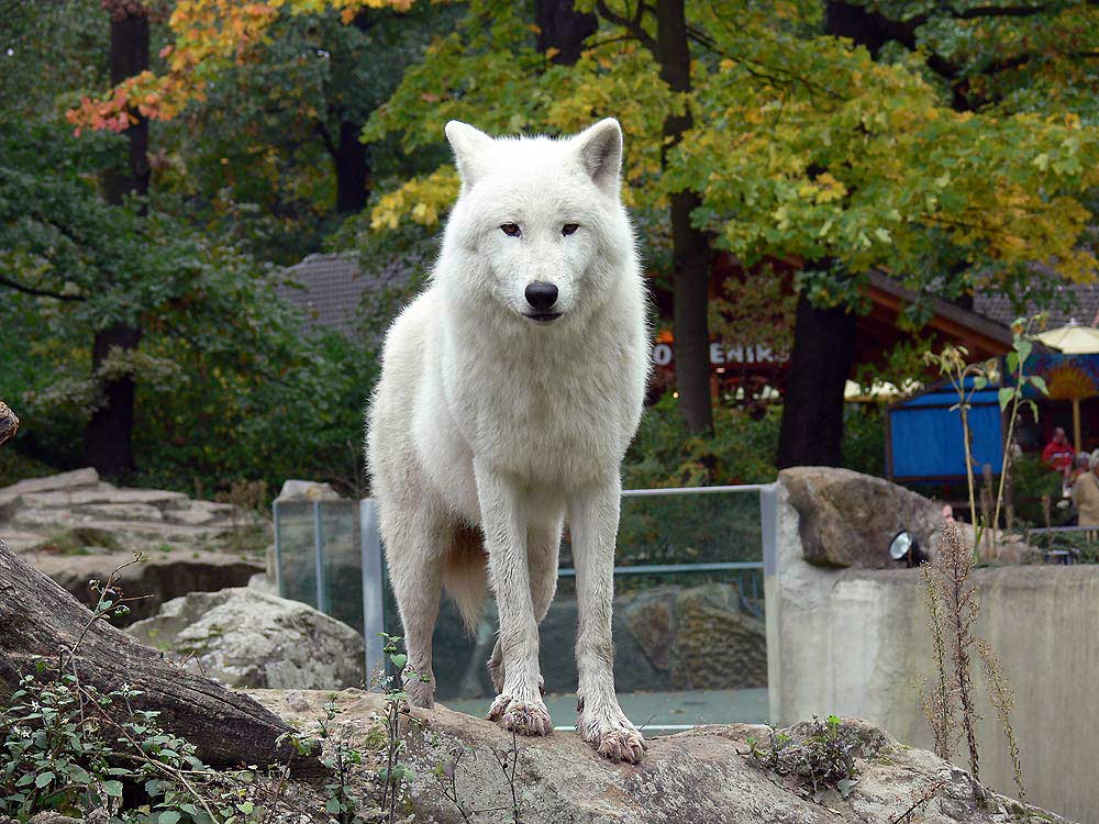 Wolf aus der arktischen Tundra!!