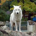 Wolf aus der arktischen Tundra!!