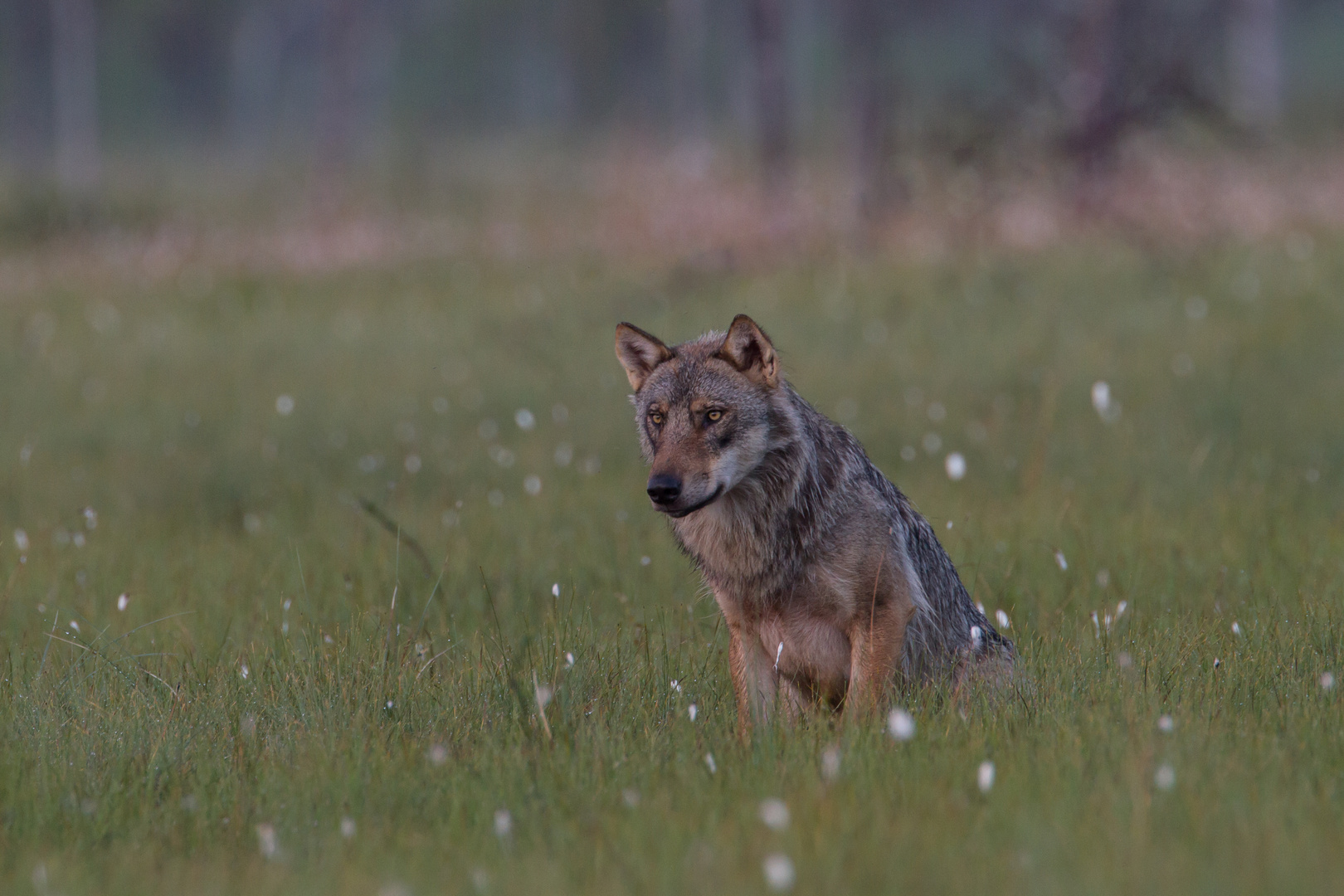 Wolf: Ausschau