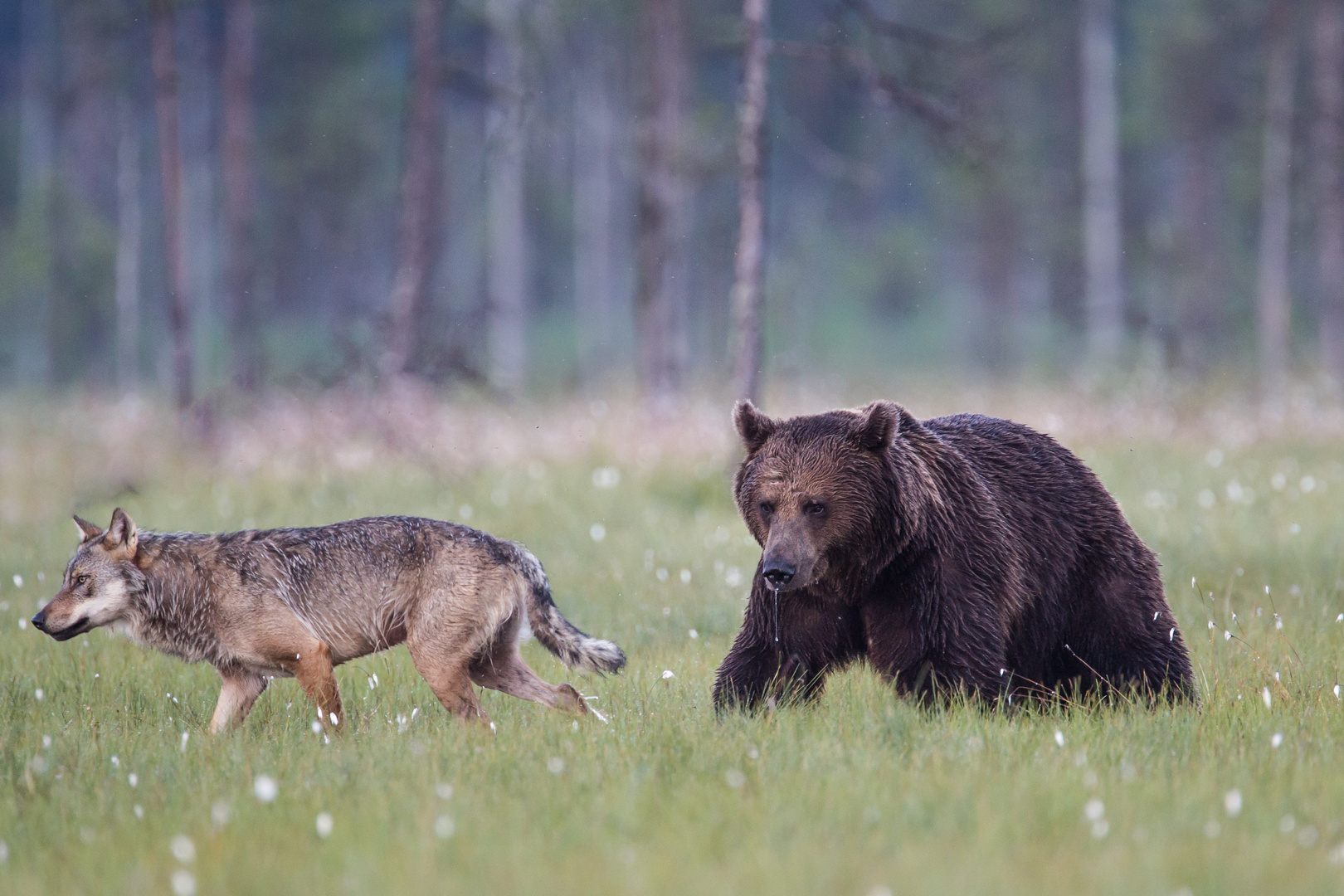 Wolf, Bär: Er ist doch ein bischen verschnupft.