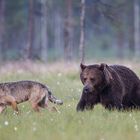 Wolf, Bär: Er ist doch ein bischen verschnupft.