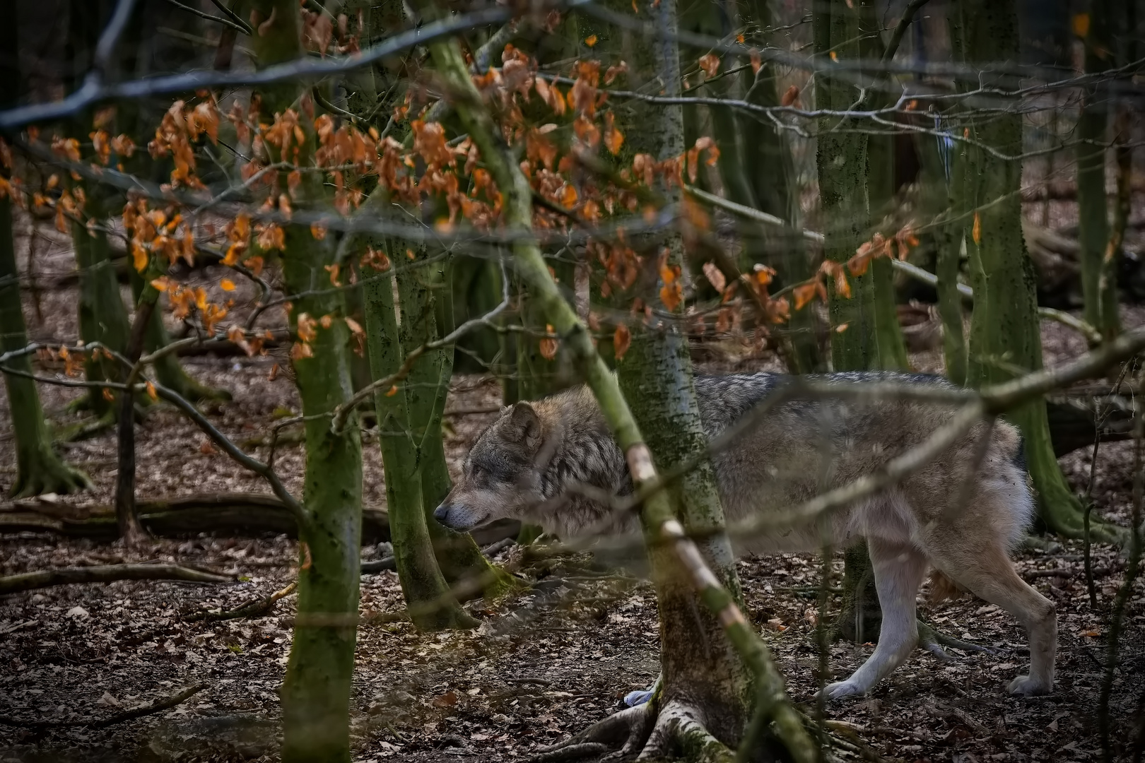 Wolf bearbeitet